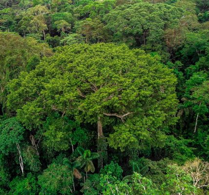 RTL Today – Intercambio de estrategias: Colombia y Guatemala aprenden unos de otros en la preservación del bosque tropical RTL Today – Intercambio de estrategias: Colombia y Guatemala aprenden unos de otros en la preservación del bosque tropical